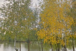Березино 4