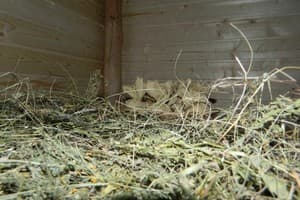 Славянский клуб 9